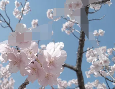 いつのだかわからない桜